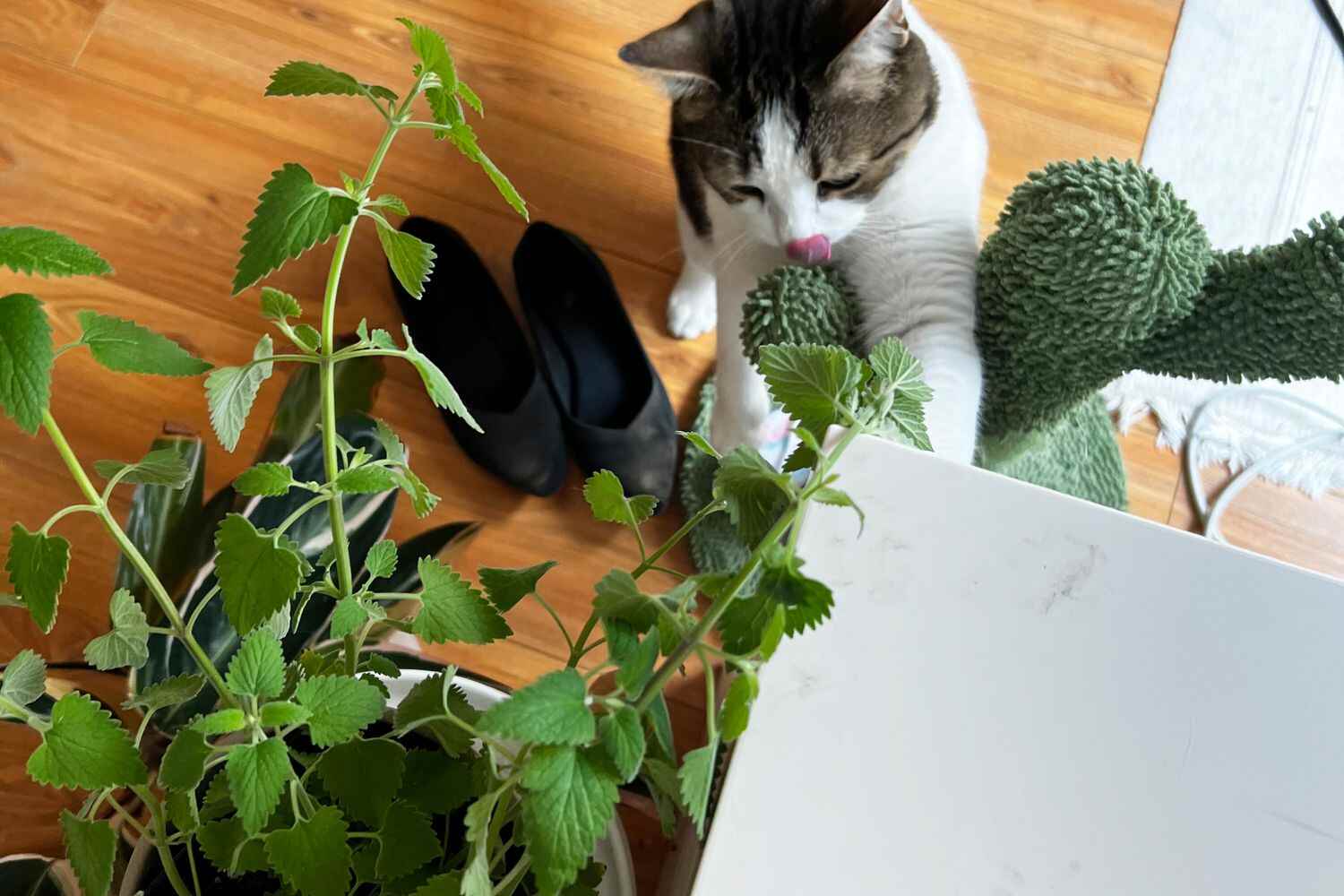 Cat Repellent for Your Home