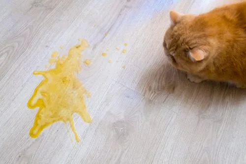 Cat's Hunger-Induced Vomiting