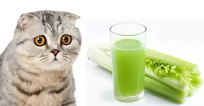 Celery to Your Cat's Diet
