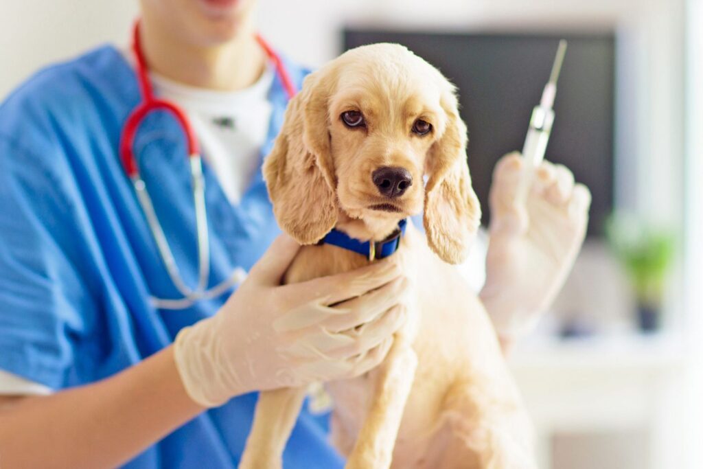 Costs of Dog Vaccinations