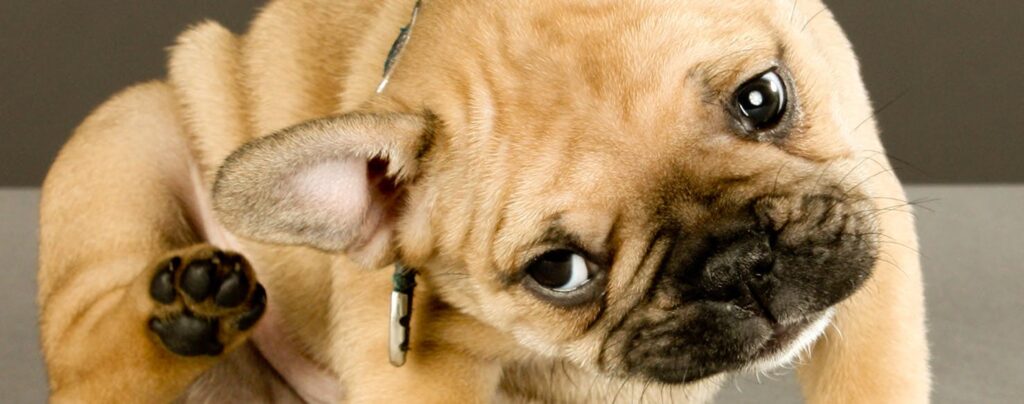 Dog Dandruff and Itching