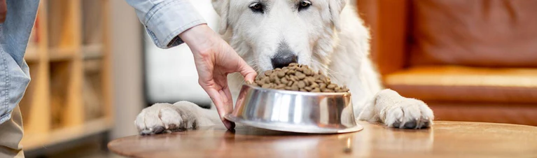 Dog Food Spoil