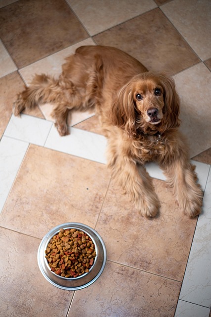 Dog Food That May Cause Seizures