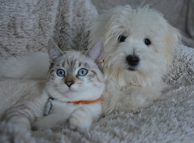 Dog and Cat Introductions
