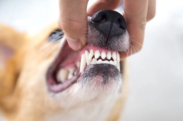 Dog's Bad Teeth Cause Stomach Problems