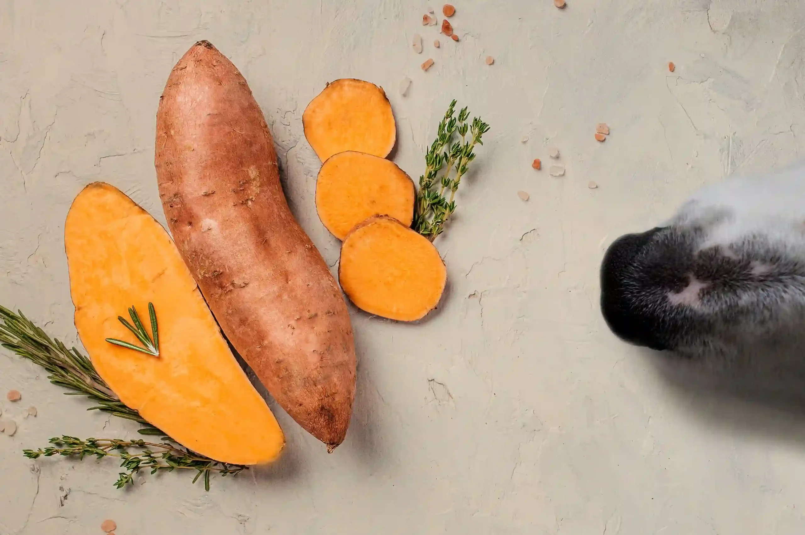 Feed Sweet Potatoes to Your Dog