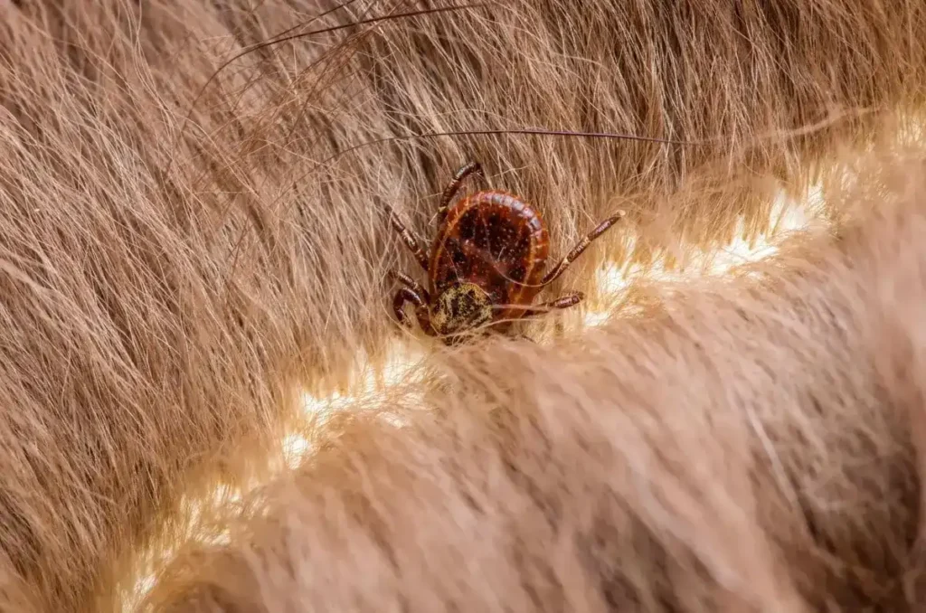 Find a Tick on Your Dog