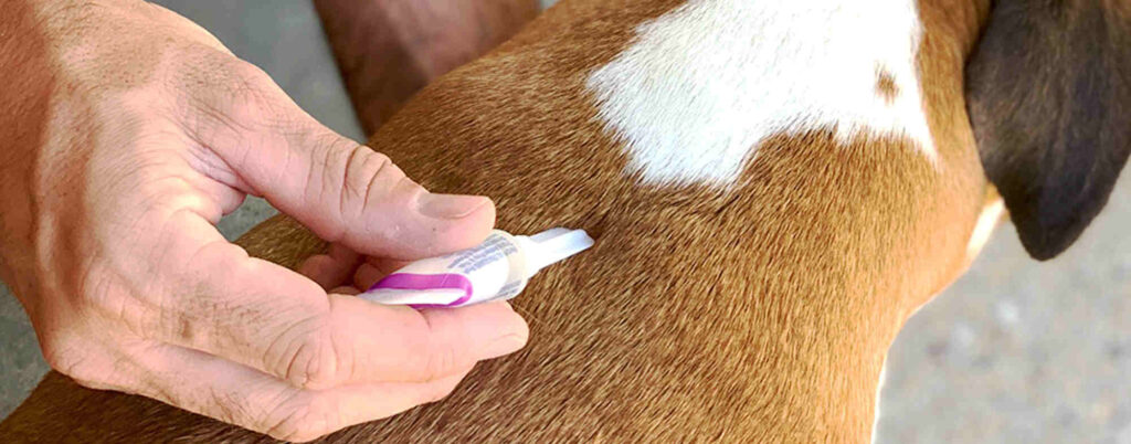 Flea and Tick Solution For Dog