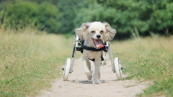 Front-Leg Dog Wheelchairs