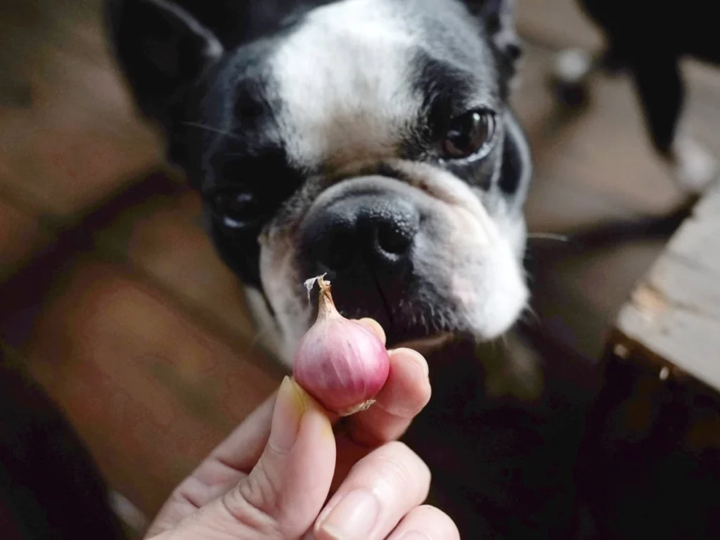 Help Your Dog After Eating an Onion