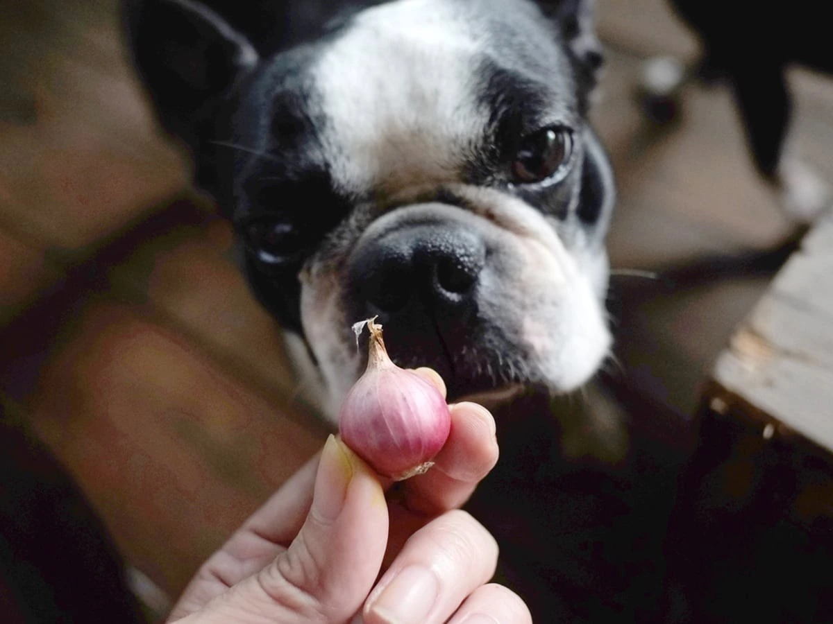 Help Your Dog After Eating an Onion