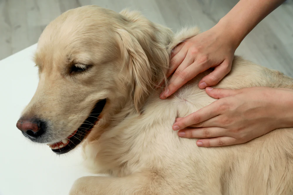 Home Remedies for Dog Dandruff and Itching