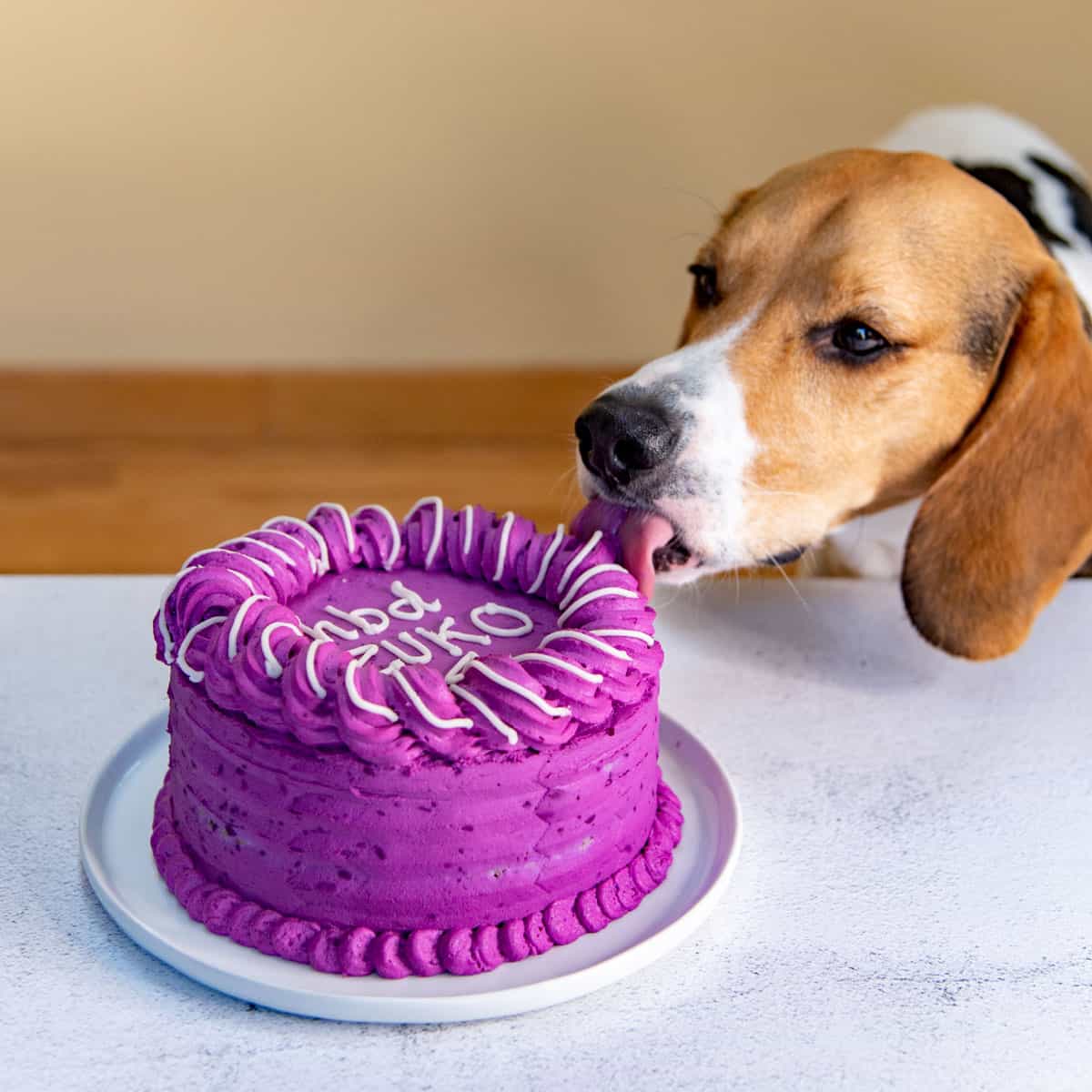 How to Make a Dog Cake Easy