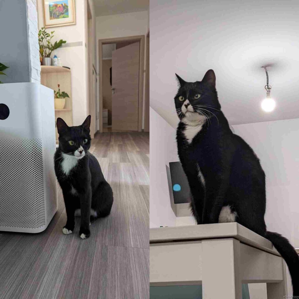 Indoor Cats and Winter Coat