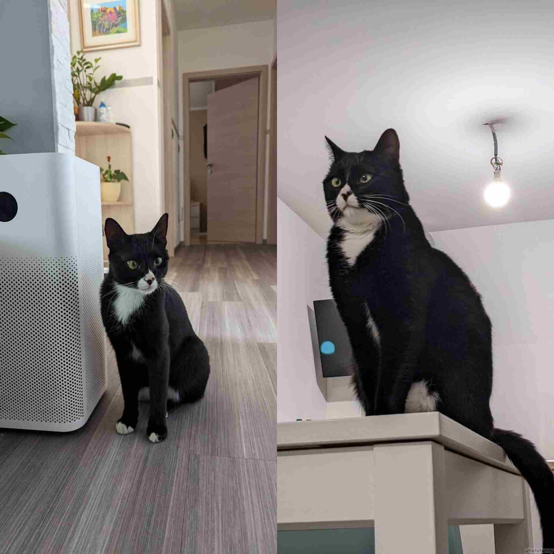 Indoor Cats and Winter Coat