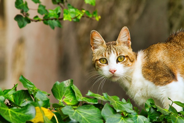 Keep Cats Safe from Ficus Plants