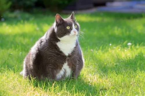 Lifespan of Obese Cats