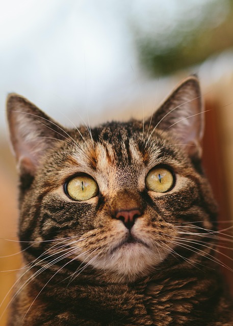 Medication for Cat Behavior Problems