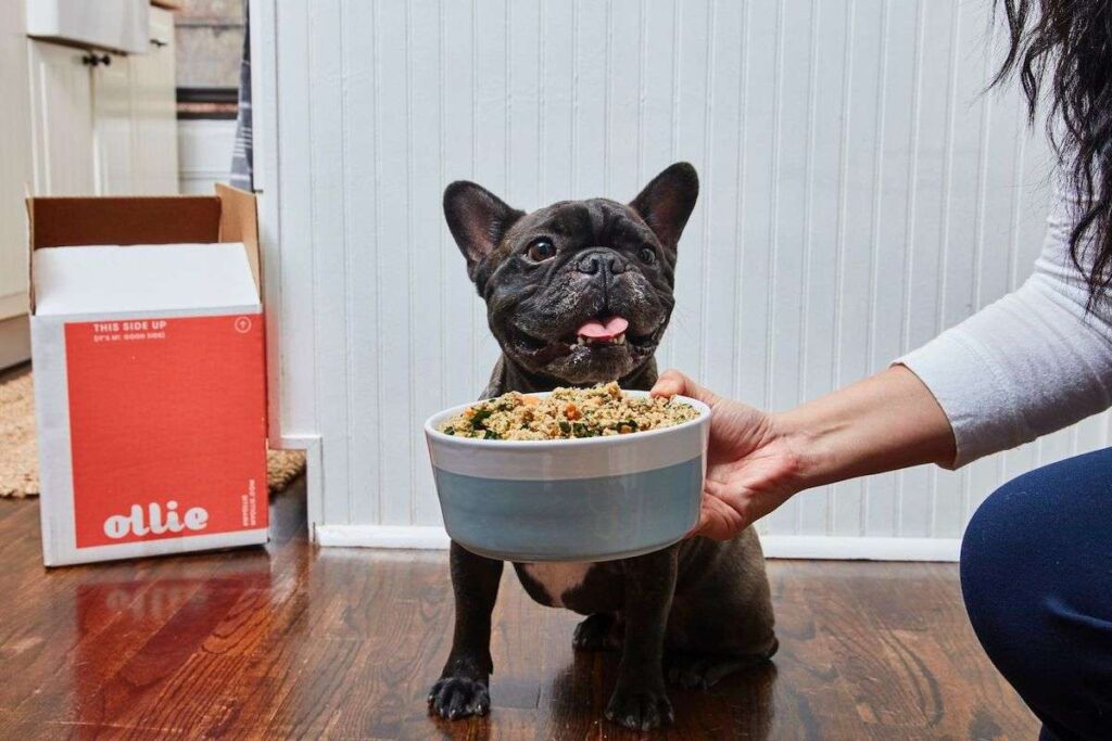 Ollie Dog Food is Right for Your Pet