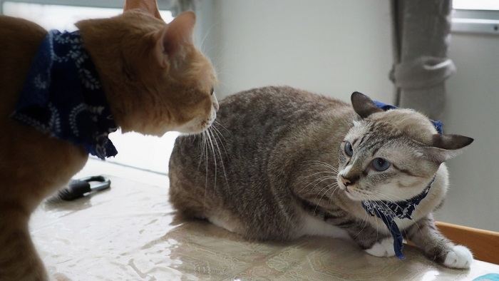 Recognize Your Cat's Submissive Behavior