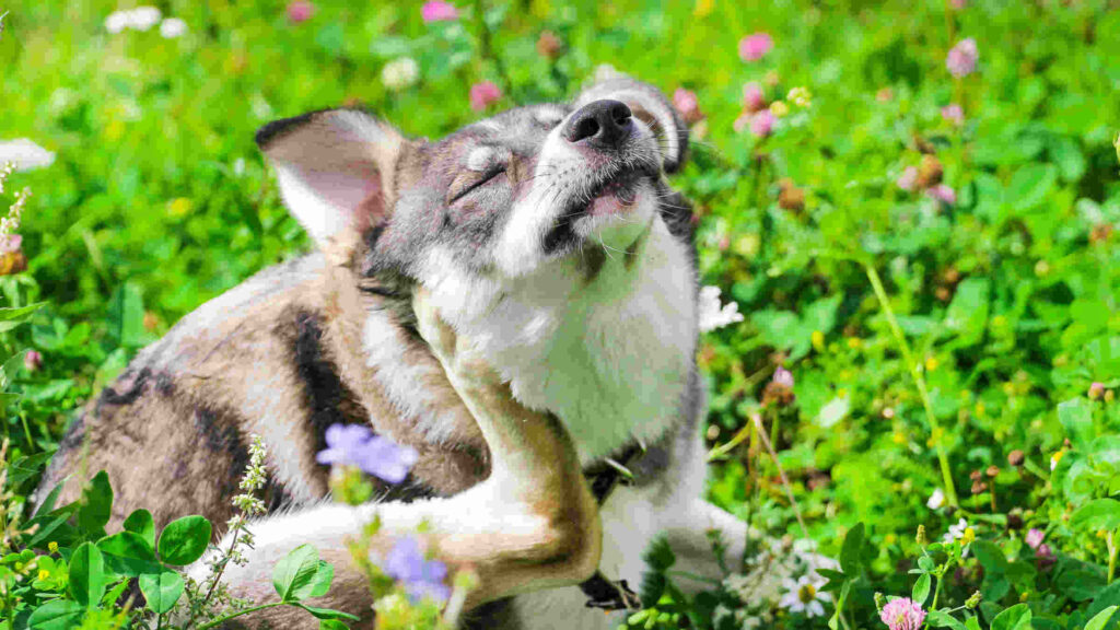 Seasonal Allergies in Dogs at Home