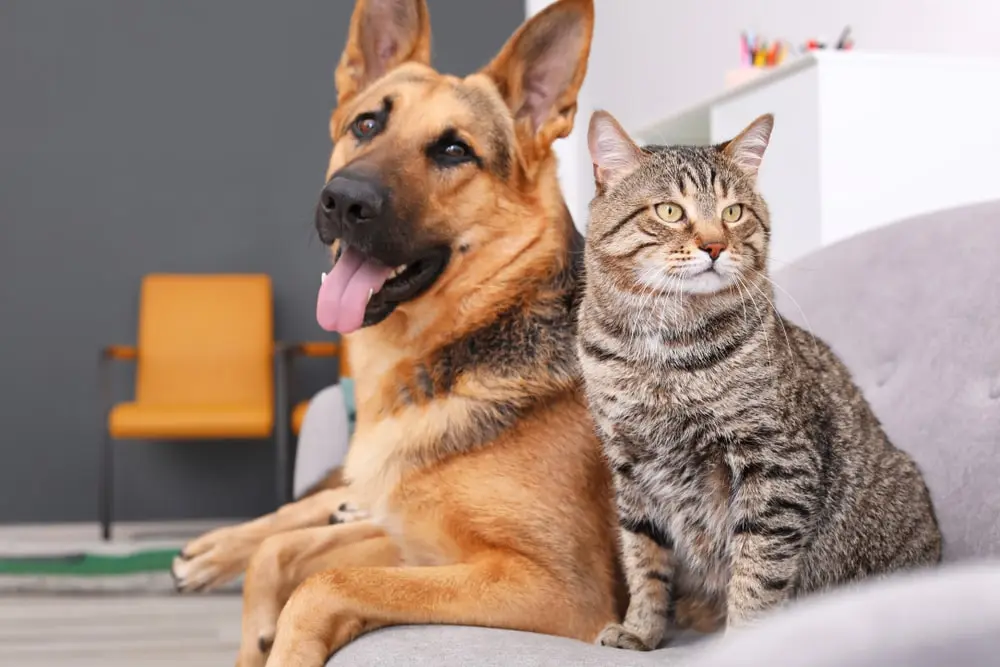 Stop Your Dog from Eating Cat Poop