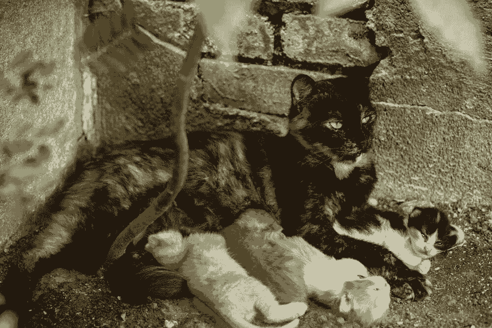 Stray Cats Leave Their Kittens