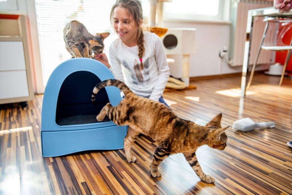 Teaching a Cat to Use a Litter Box