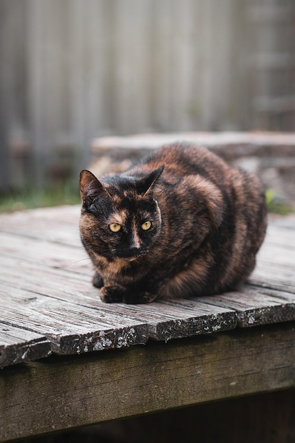 Tortie Cat Behavior