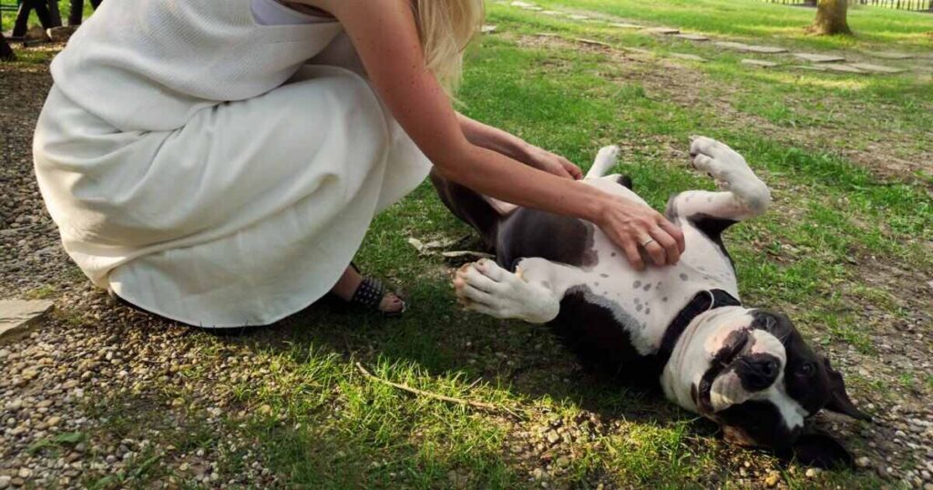 Treating Dogs for Poison Ivy