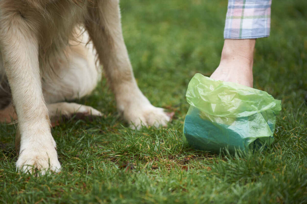 Use Dog Poop as Fertilizer for Grass