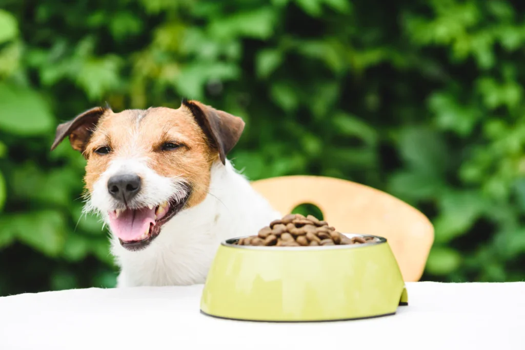 What Grains Are Actually Good for Dogs