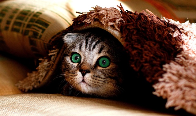 Why Cats Hide