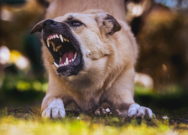 Aggressive Dogs Without Causing Harm