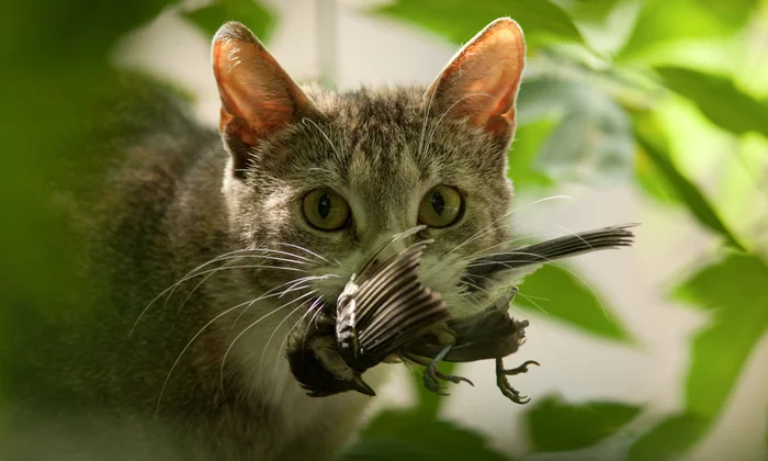 Are Cats Predator or Prey