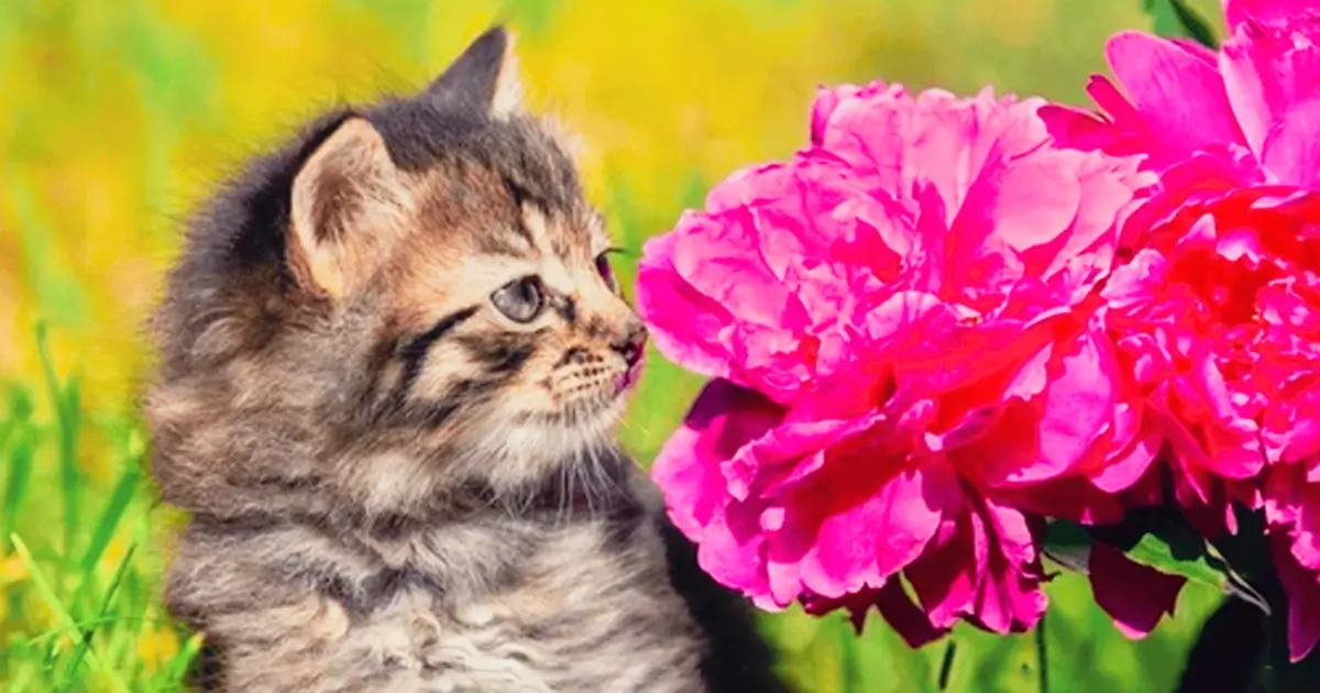 Are Peonies Toxic to Cats