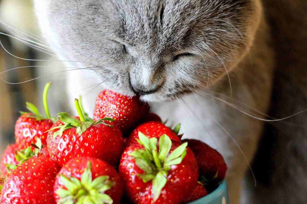 Are Strawberry Plants Safe for Cats