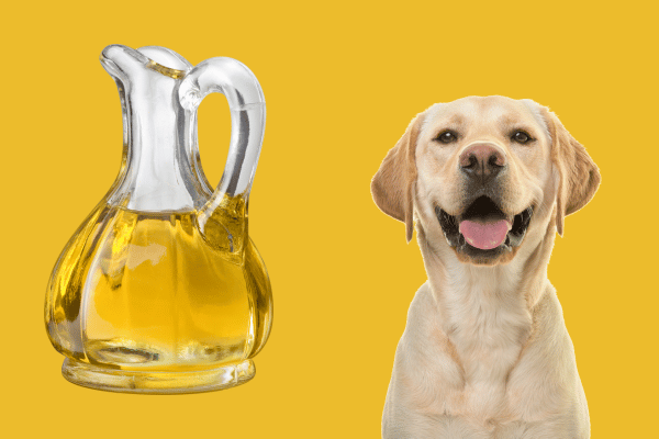 Avoid Canola Oil in Your Dog's Diet