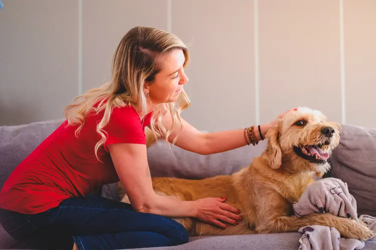 Benadryl Dosage for Dogs