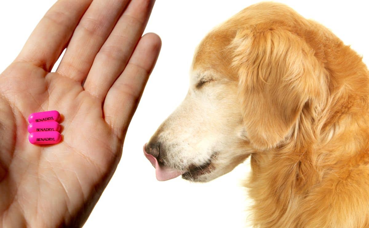 Benadryl Use for Small Dogs