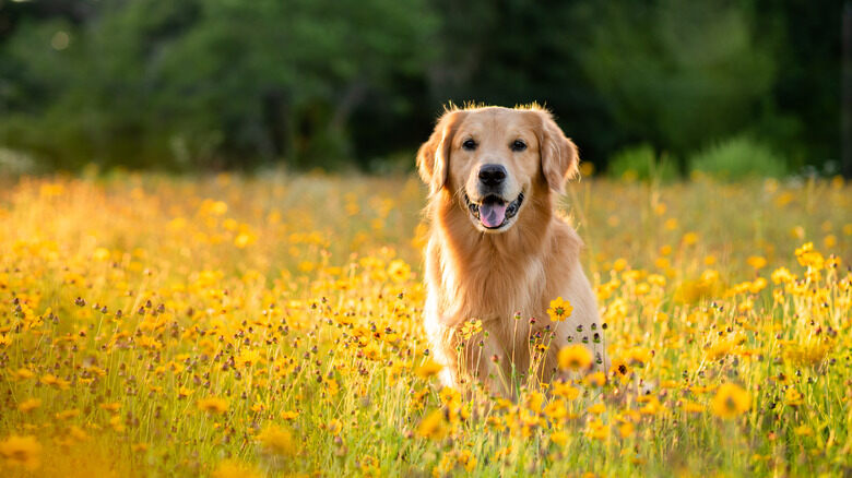 Black-Eyed Susans