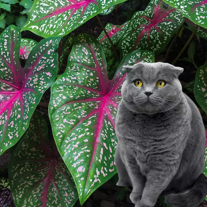 Caladium and Cats