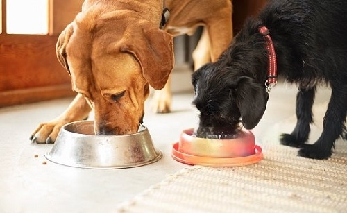 Can Dogs Eat Couscous