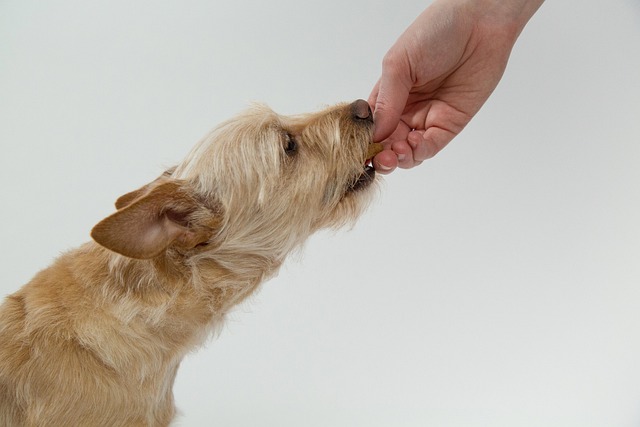 Can Dogs Eat Pork Safely