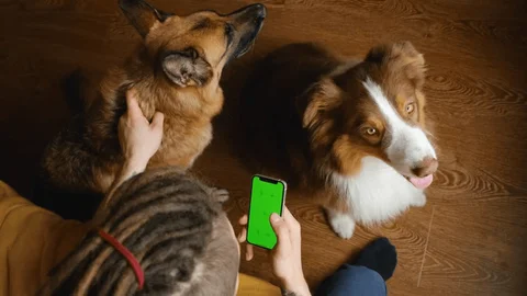 Can Dogs See Phone Screens