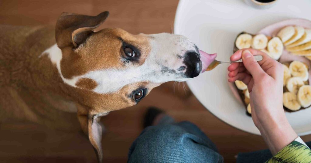 Can I Eat Dog Food
