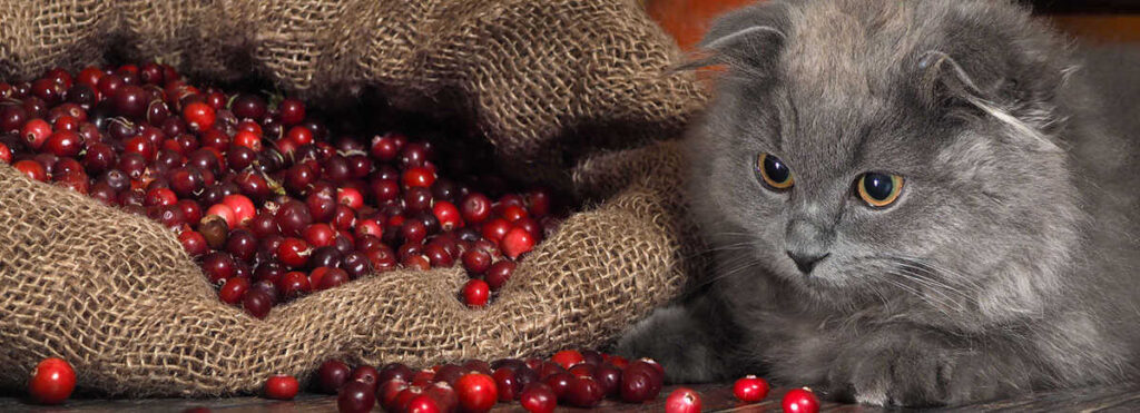 Can a Cat Have Cranberry Juice