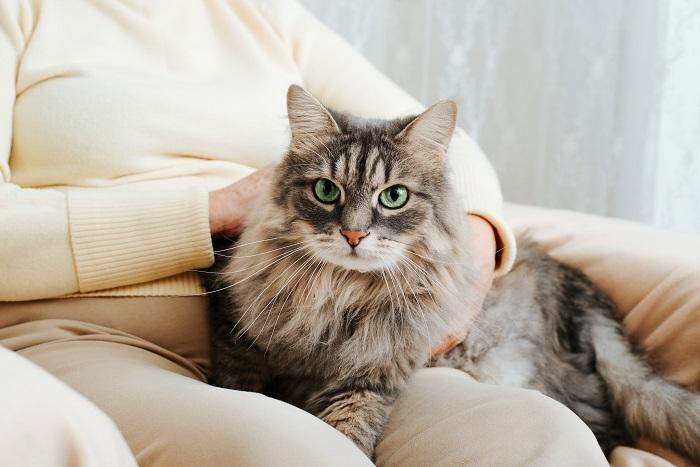 Cat Feel Comfortable Sitting on Your Lap