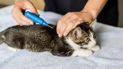 Cat Microchipping Costs