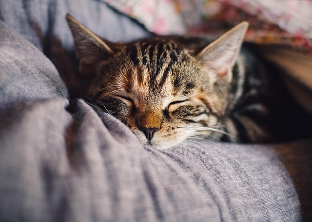 Cat to Sleep on You Comfortably
